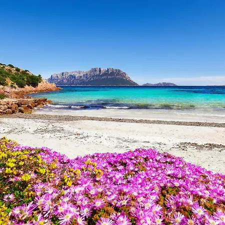 Glori House 50m From Marina Di - Happy Apartment Olbia